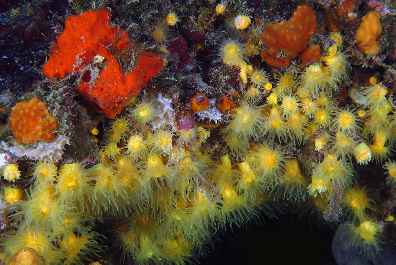 Leptopsammia pruvoti